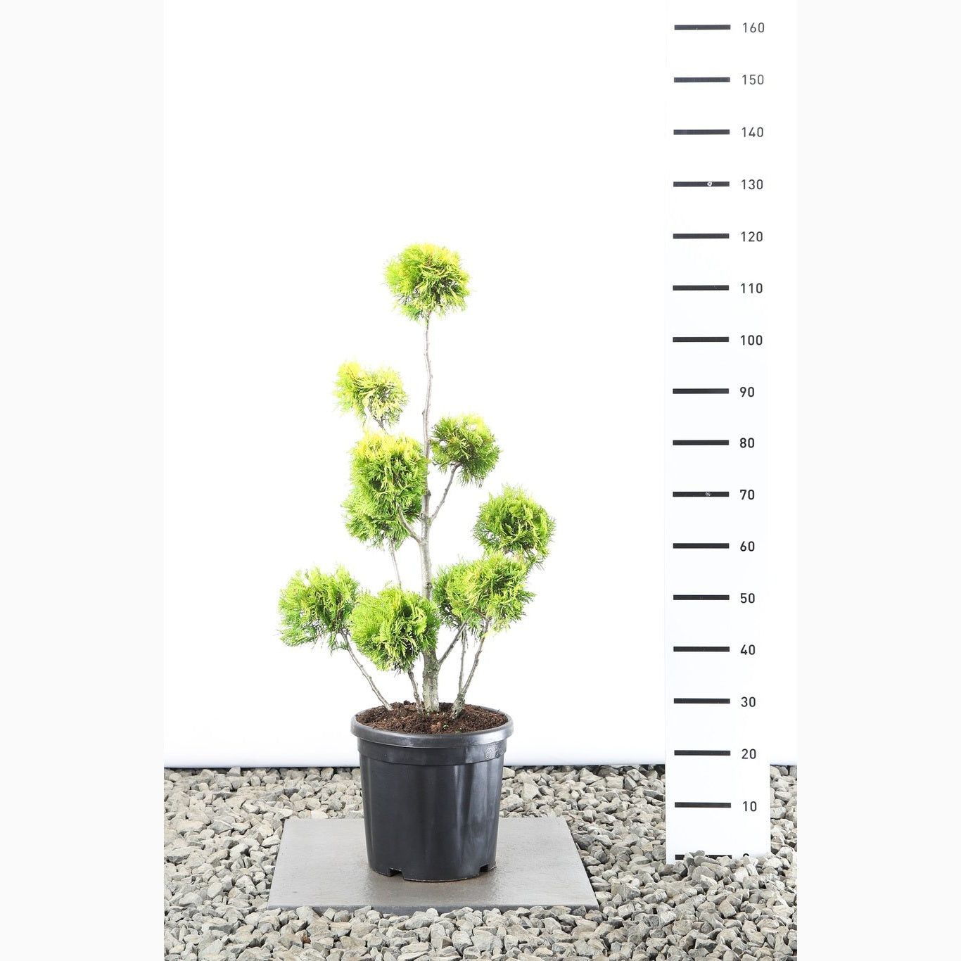 Thuja – Thuja occidentalis 'Yellow Ribbon' - 80-100 CM PonPon Cont.